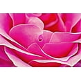 thumbnail image 2 of Alpenglow Workshop 24x17 Black Ornate Wood Framed with Double Matting Museum Art Print Titled - Pink Perfection Rose, 2 of 4