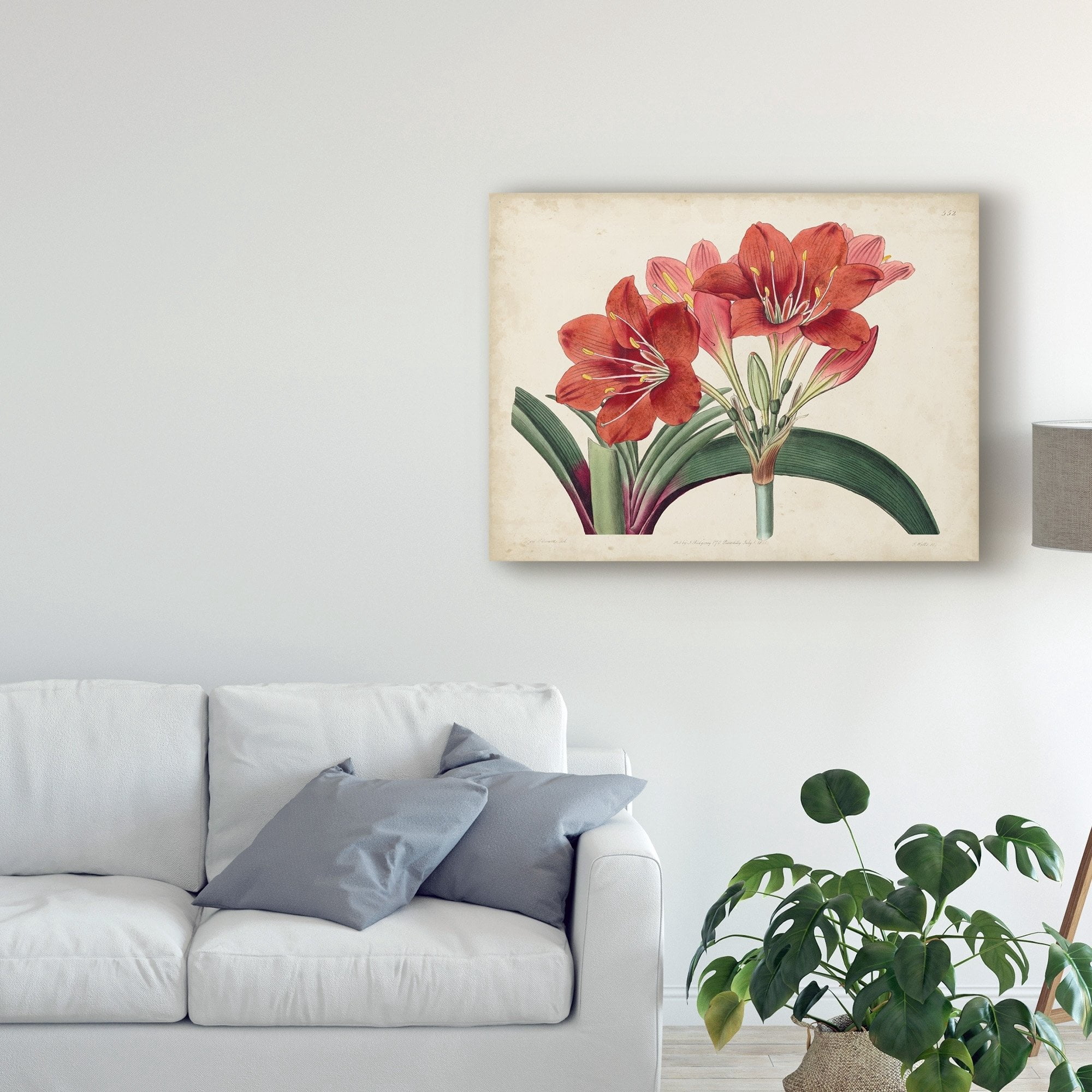 Trademark Fine Art 'Amaryllis Splendor II' Canvas Art by Curtis