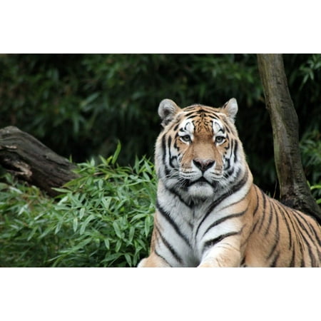 Framed Art for Your Wall Sumatran Tiger Rainforest Endangered Species Cat 10x13 Frame