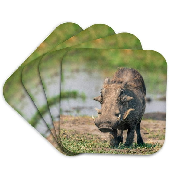 3dRose, Botswana. Okavango Delta. Common warthog grazing., set of 4 Coasters - Soft