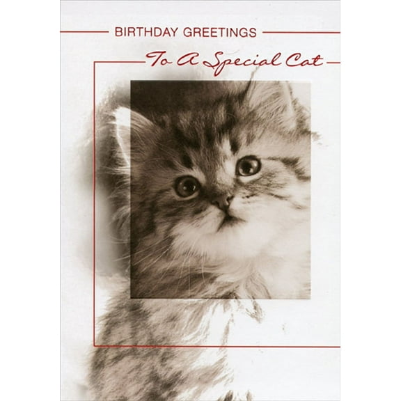 Designer Greetings Kitten Face in Frame Birthday Card for Cat