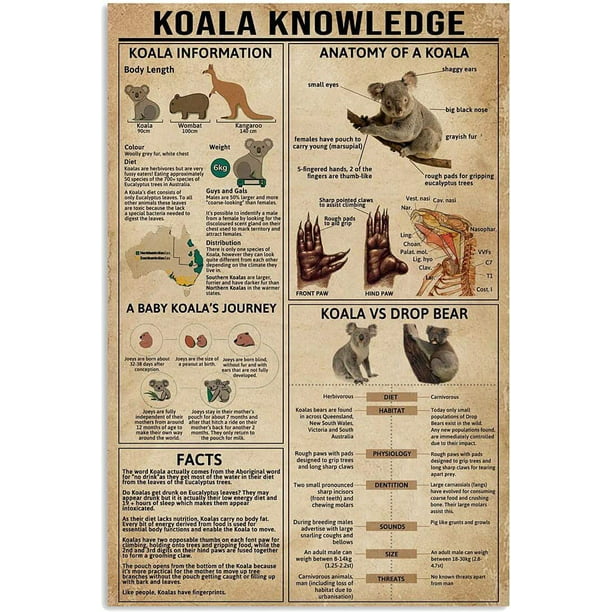 Metal Knowledge Signs Koala Knowledge Information Anatomy Facts Chart  Poster Animal Farm School Club Garage Wall Decoration Plaque 12X16 Inches -  