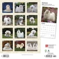 thumbnail image 2 of Maltese | 2024 12x24" (Hanging) Monthly Square Wall Calendar | BrownTrout, 2 of 8