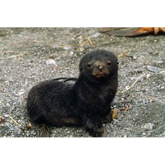 South Georgia Island, Southern fur seal pup Poster Print by Charles Sleicher (47 x 32)