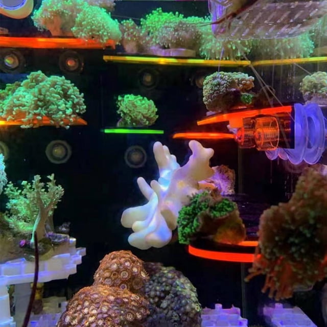 Fish Tank Coral Frag Rack Aquarium Reef con enchufes Soporte de succión (Verde)