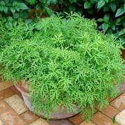 Bonnie Plants Citronella 2.32 qt.