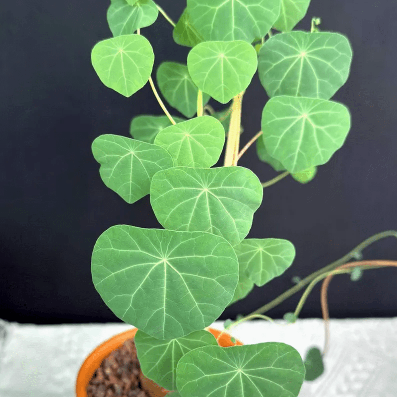 Live Stephania Cephalantha Caudex Plant, Rare Succulent Houseplant 2.5-3 Inches Tall, Indoor Outdoor Garden