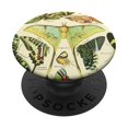 thumbnail image 1 of Adhesivo PopSockets PopGrip, lindos insectos, ilustraciones científicas, 1 of 6