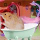 thumbnail image 2 of 1 bañera de cerámica para hámster, casa refrescante para mascotas., 2 of 7