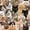 Black Orange Grey, variant on Erosebridal Doodle Cat Pattern Zipper Twin Comforter Sets with Fitted Sheet and 2 Pillowcases,Cartoon Cat Print Zipper Bedding Set,Black White,Reversible