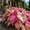 D, variant on Colorful Elephant Ear for Landscapes-Long Continuous Blooms-Low Maintenance-Ideal for Flower beds, Plant Pots & Planters