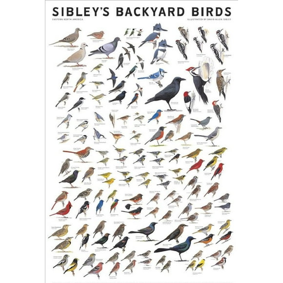 Picture Peddler Oiseaux de Jardin Laminés Sibley's de l'Est de l'Amérique du Nord Cardinal Estuaire Colibri Violet Martin 24x36