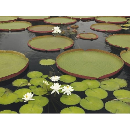 Longwood Gardens Christmas Discount Water Lily and Lily Pad Pond, Longwood Gardens, Pennsylvania, Usa Print Wall Art By Adam Jones ()