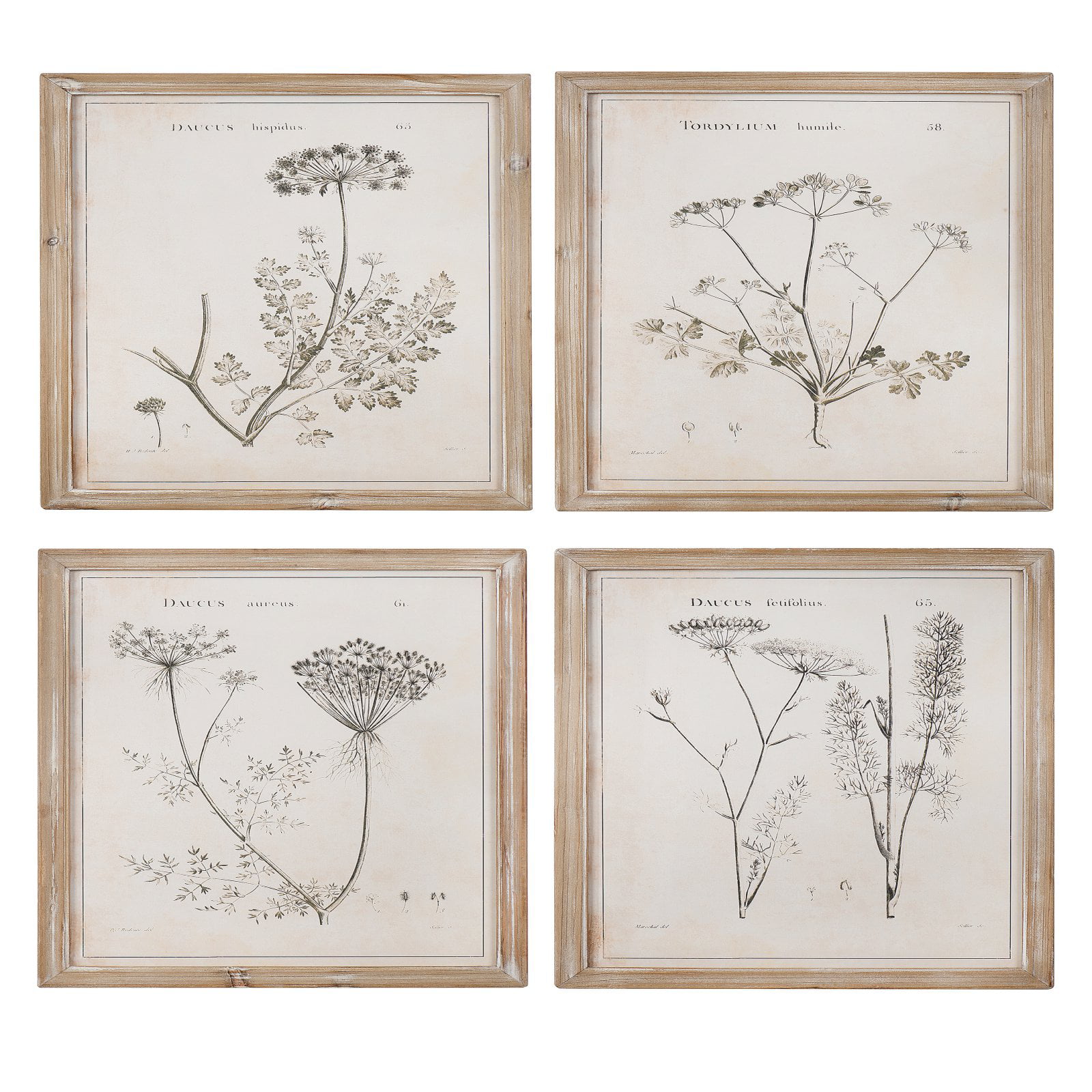3R Studio Wall Art Wood Framed Vintage Reproduction Botanical Print ...