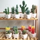 thumbnail image 3 of Gwong Decoración hogareña 1 UNID Artificial Suculenta Potted Bonsai DIY Home Office Muebles Decoración Gwong 21042152, 3 of 7