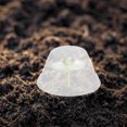 thumbnail image 1 of BRIGHTFUFU 100Ud Protector Transparente Para Plantas Con Duradero Y Resistencia A Heladas, 1 of 8