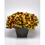 Proven Winners, Outdoor, Live Plants, Coco, Combination, 2G, Each