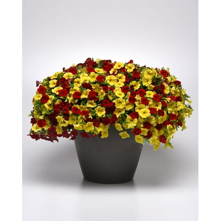 Proven Winners, Outdoor, Live Plants, Coco, Combination, 2G, Each