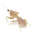 thumbnail image 1 of Insects Gashapon Big Picture Book Series Mantis Spider Scorpion Wasp Simulation Insect Action Figure Model Toys, 1 of 5