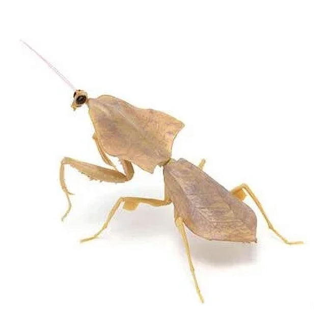 Insects Gashapon Big Picture Book Series Mantis Spider Scorpion Wasp Simulation Insect Action Figure Model Toys