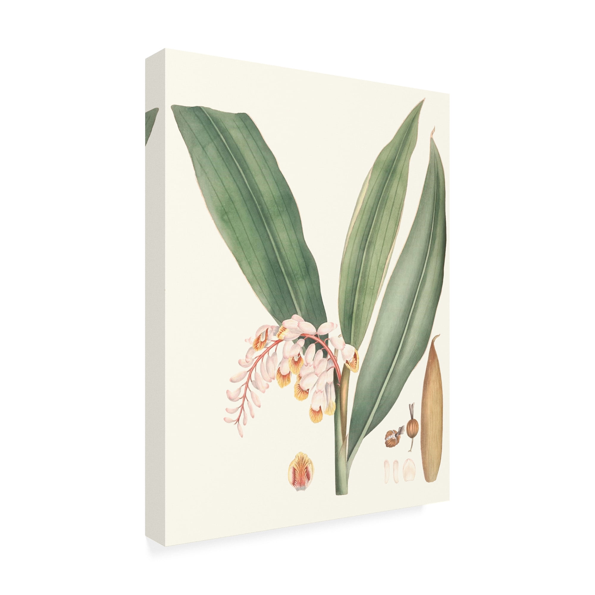 Trademark Fine Art 'Soft Tropical II' Canvas Art by George Smith