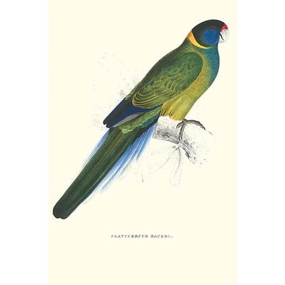 Bauer's Parakeet - Bauer Barnardius Donzarius-Fine Art Canvas Print (20" x 30")