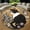 Art Nouveau Floral Tuxedo Cat, variant on Round Area Rug, Celestial Princess 1 Non-Slip Floor Mat, Soft Washable Carpet for Living Room Bedroom Decor 39 Inch