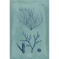 thumbnail image 3 of Vision Studio 13x18 Black Modern Framed Museum Art Print Titled - Indigo and Azure Seaweed VII, 3 of 5