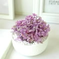 thumbnail image 5 of Live Succulent 4" Callisia Repens Pink Lady Turtle Vine, Succulents Plants Live Fully Rooted House Plant for Home Office Decoration, DIY Projects, 5 of 5