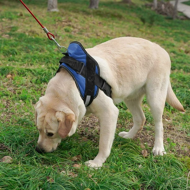 Outdoor leash cheap