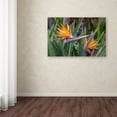 thumbnail image 3 of Trademark Fine Art 'Two Birds of Paradise' Canvas Art by Pierre Leclerc, 3 of 3