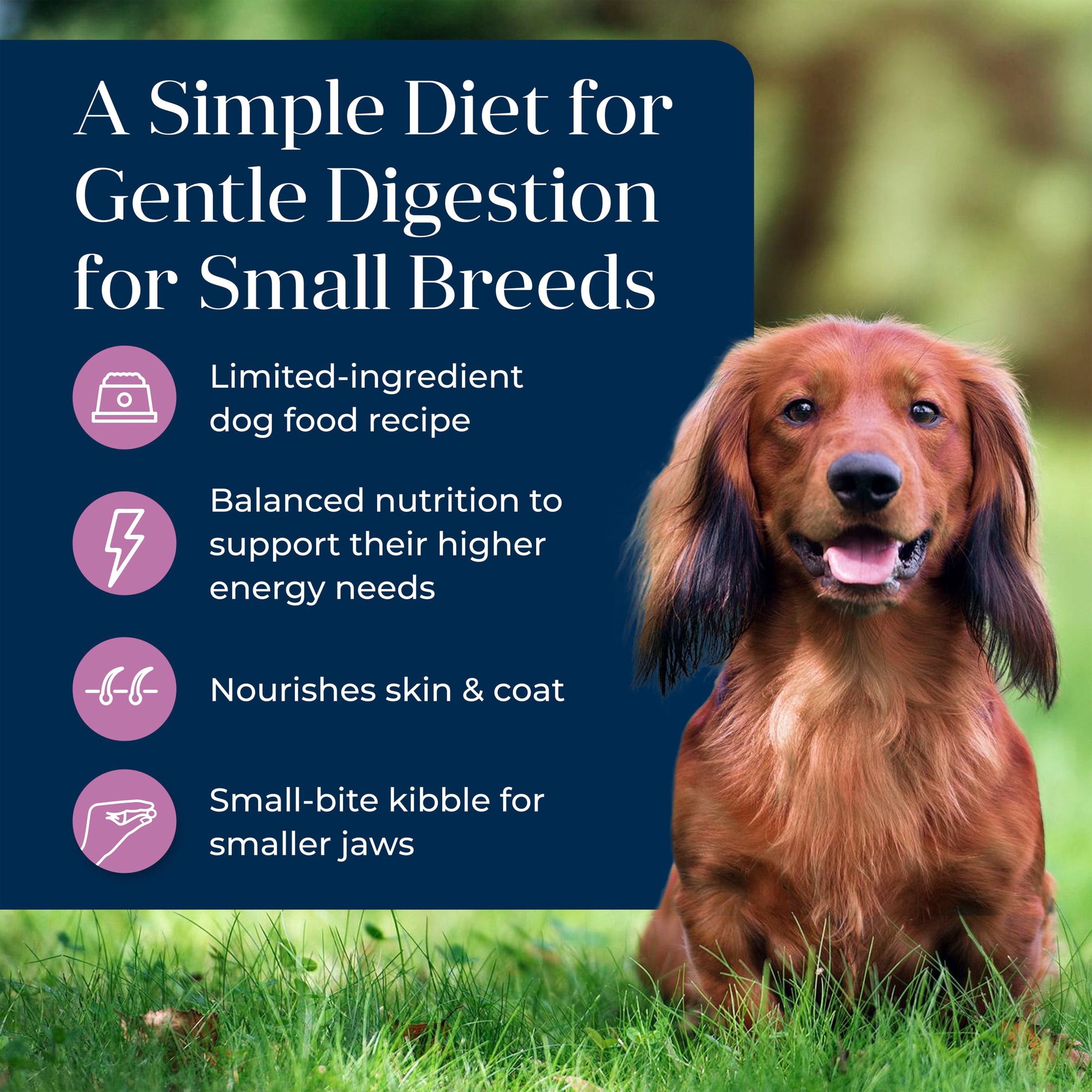 Blue Buffalo Basics Small Breed Adult Dry Dog Food, Turkey, Chicken Free, 4lb