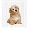 thumbnail image 2 of Ambesonne Dog Shower Curtain, Happy Havanese Puppy Picture, 69"Wx84"L, Pale Caramel Almond and Tan, 2 of 4