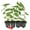 Red, variant on Red Jamaican Cherry Tree - Strawberry Tree - 4 Live Starter Plants - Muntingia Calabura - Edible Fruit Bearing Tree for The Patio and Garden
