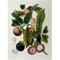 thumbnail image 2 of Van Nooten, Madame  25x32 Black Ornate Wood Framed with Double Matting Museum Art Print Titled - Mangosteen, 2 of 4