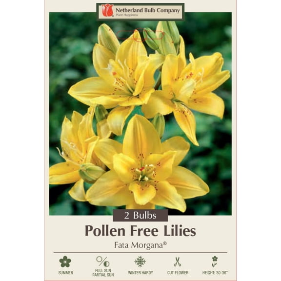 Fata Morgana Double Asiatic Lily - 2 Bulbs 14/16 cm - Bright Yellow