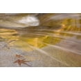 thumbnail image 2 of Paulson, Don 18x13 White Modern Wood Framed Museum Art Print Titled - AZ, Tucson Maple leaves in the Romero Pools, 2 of 4