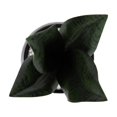 thumbnail image 2 of Kotera Snake Plant in Ceramic Pot, 2 of 8