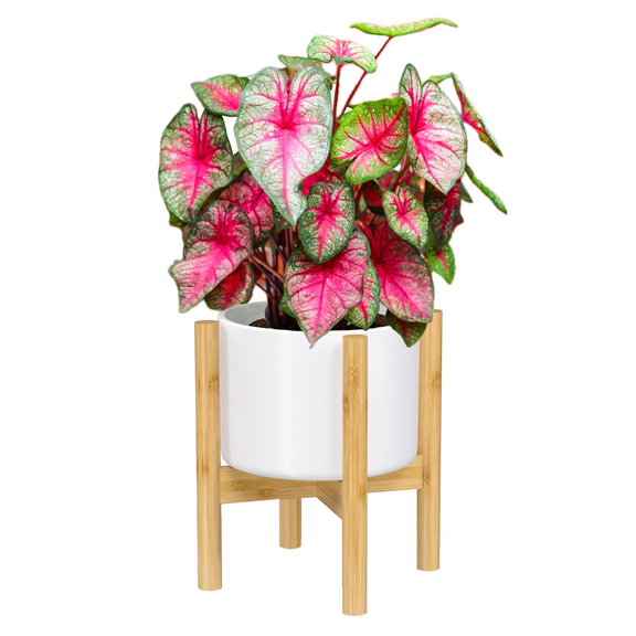 Bamboo Plant Stand — 9 Inch Fixed Size Wooden Planter Stand for Indoor Plants (Not Included) - Large Mid Century Flower Pot Holder for Indoor - Plug In Design