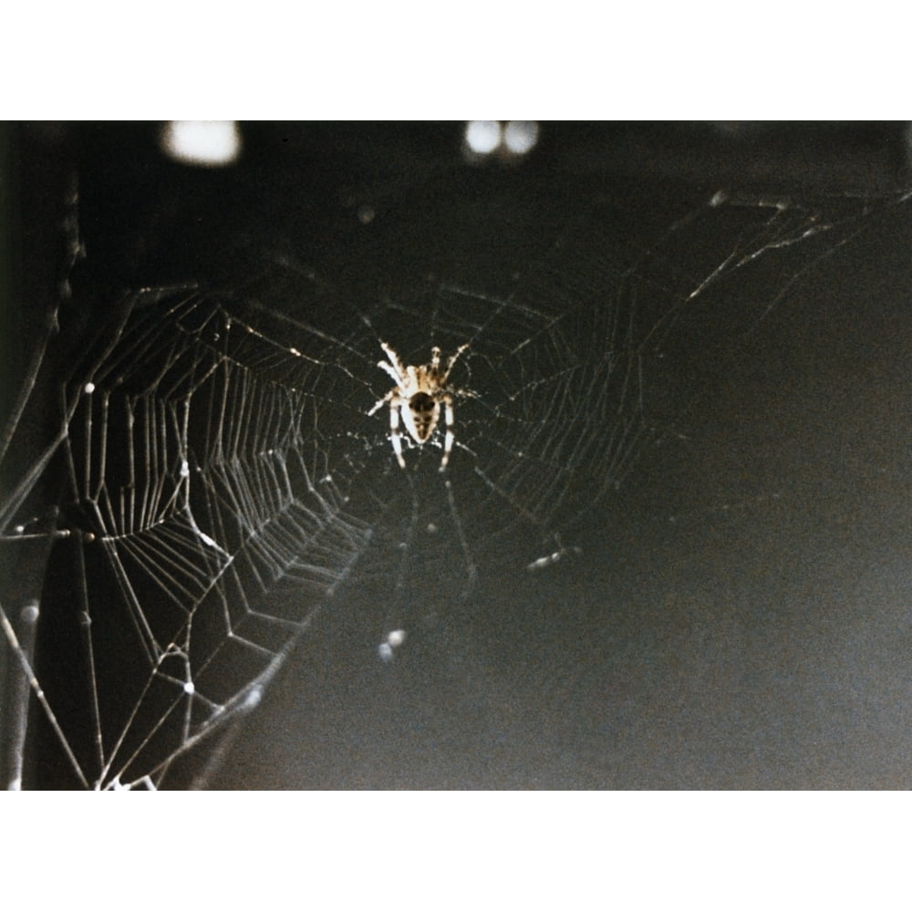 Space Spider 1973. Narabella A Common Cross Spider Spinning A  Aboard The Skylab 3 Mission In