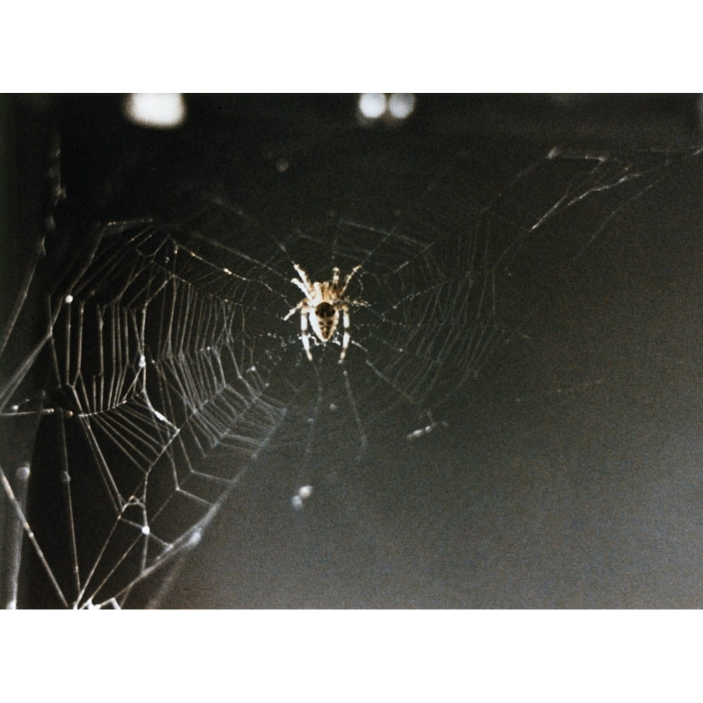 Space Spider 1973 Narabella A Common Cross Spider Spinning A Web