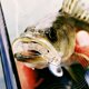 thumbnail image 3 of Anzuelo de plomo de tres etapas, anzuelo fino para pesca con microraíces, cebo blando, pesca fina, perca, besugo negro, pez mandarín, loco, 3 of 4