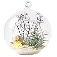 thumbnail image 1 of Glass Terrarium Decorative Glass Hanging Planter Glass Hanging Vase for Home, 1 of 7