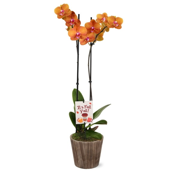 5" Salmon Orchid in Wilson Brown Planter – It’s Fall Y’all