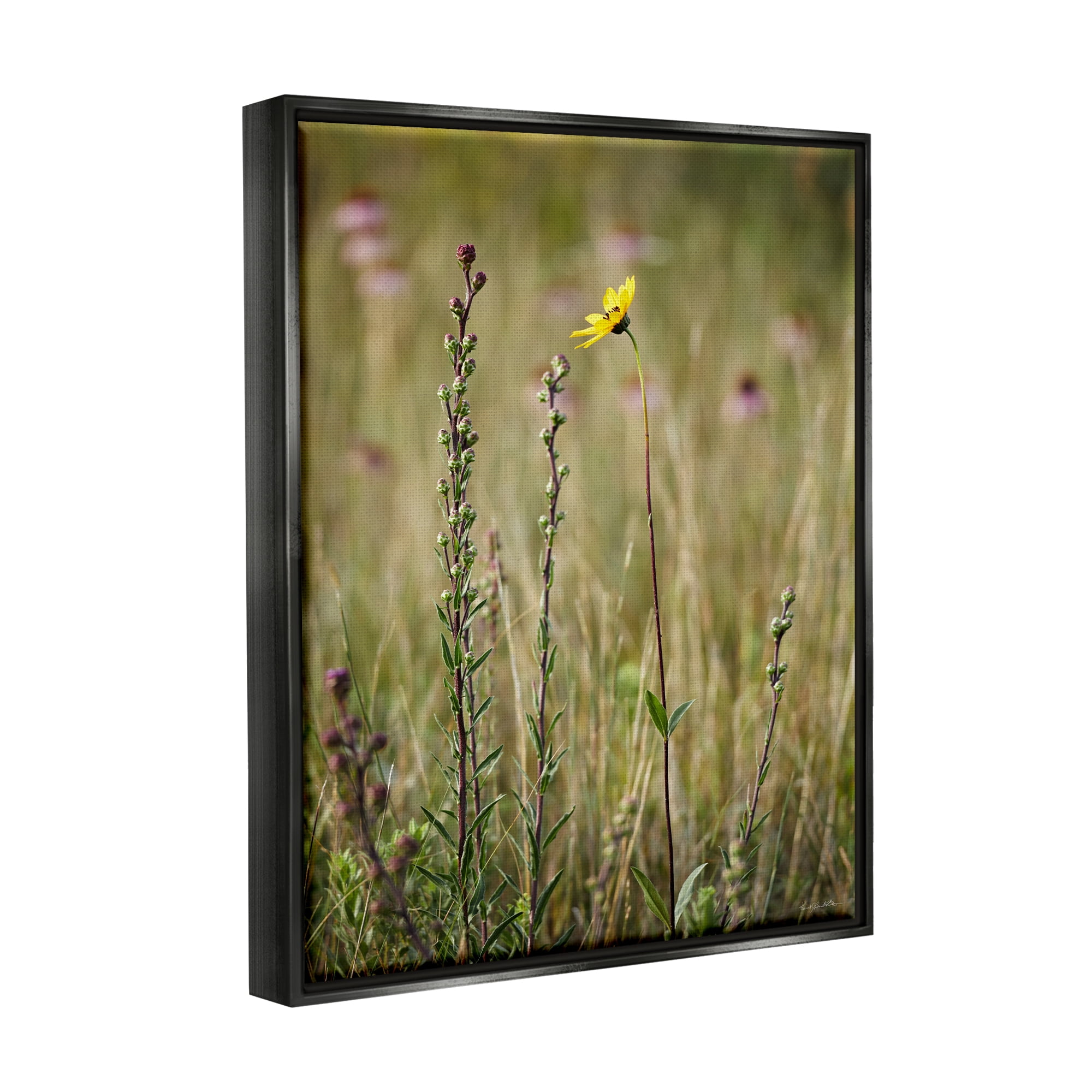 Stupell Industries Yellow Daisy Sprout Botanical & Floral Photography Black Floater Framed Canvas Art Print Wall Art, 17 x 21