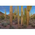 thumbnail image 2 of Fitzharris, Tim 18x13 White Modern Wood Framed Museum Art Print Titled - Tucson Mountains-Saguaro National Park-Arizona, 2 of 4