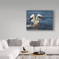 thumbnail image 3 of Trademark Fine Art 'Pelican Flying' Canvas Art by Galloimages Online, 3 of 3