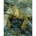 thumbnail image 2 of Zuckerman, Jim 15x18 Black Ornate Wood Framed with Double Matting Museum Art Print Titled - Ecuador, Galapagos Islands Detail of land iguana, 2 of 4