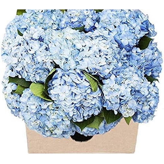 KaBloom Flowers -40 Blue Hydrangeas - Gift for Every Occasion