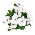 thumbnail image 6 of (2 pack) Expert Gardener 4PK White Red Vinca Live Plant, 6 of 7